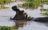 TANZANIA - Ngorongoro Crater - 81 Hippo